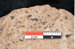 Foto (Detailansicht) von Araucaria sternbergii Goeppert (NHMW-GEO-2024-0188-8279)